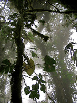 image of cloud forest canopy