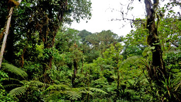 Nectandra Garden trail