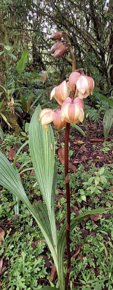 Orchid <i>Warrea costaricensis</i>