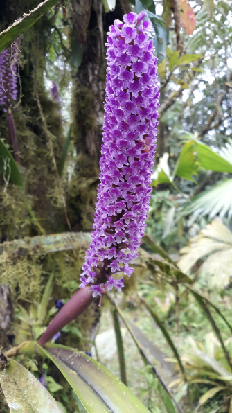 Orchid <i>Arpophyllum giganteum</i>