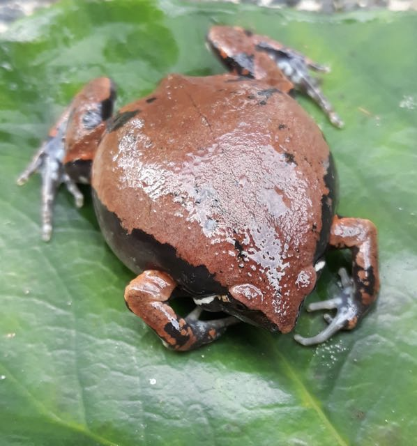 Sheep frog