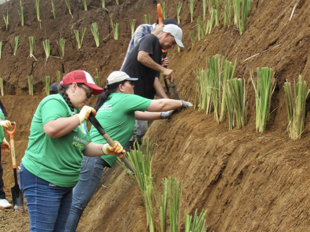 People planting <i>Chrysopogon zizanioides</i>