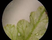 liverwort