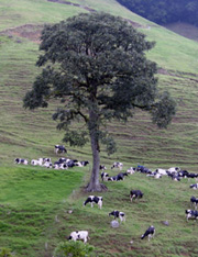 cow pasture