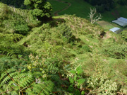 restored farmland